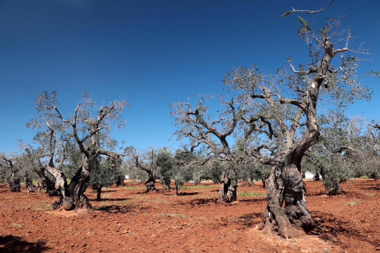 Masseria Conca D'Oro Ostuni Kültér fotó