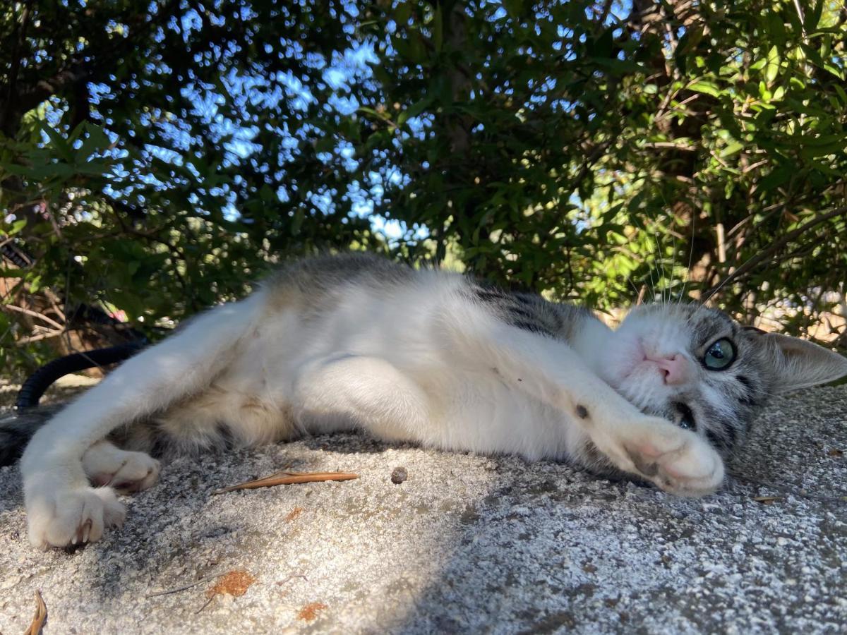 Masseria Conca D'Oro Ostuni Kültér fotó